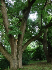 Дерево. фото
